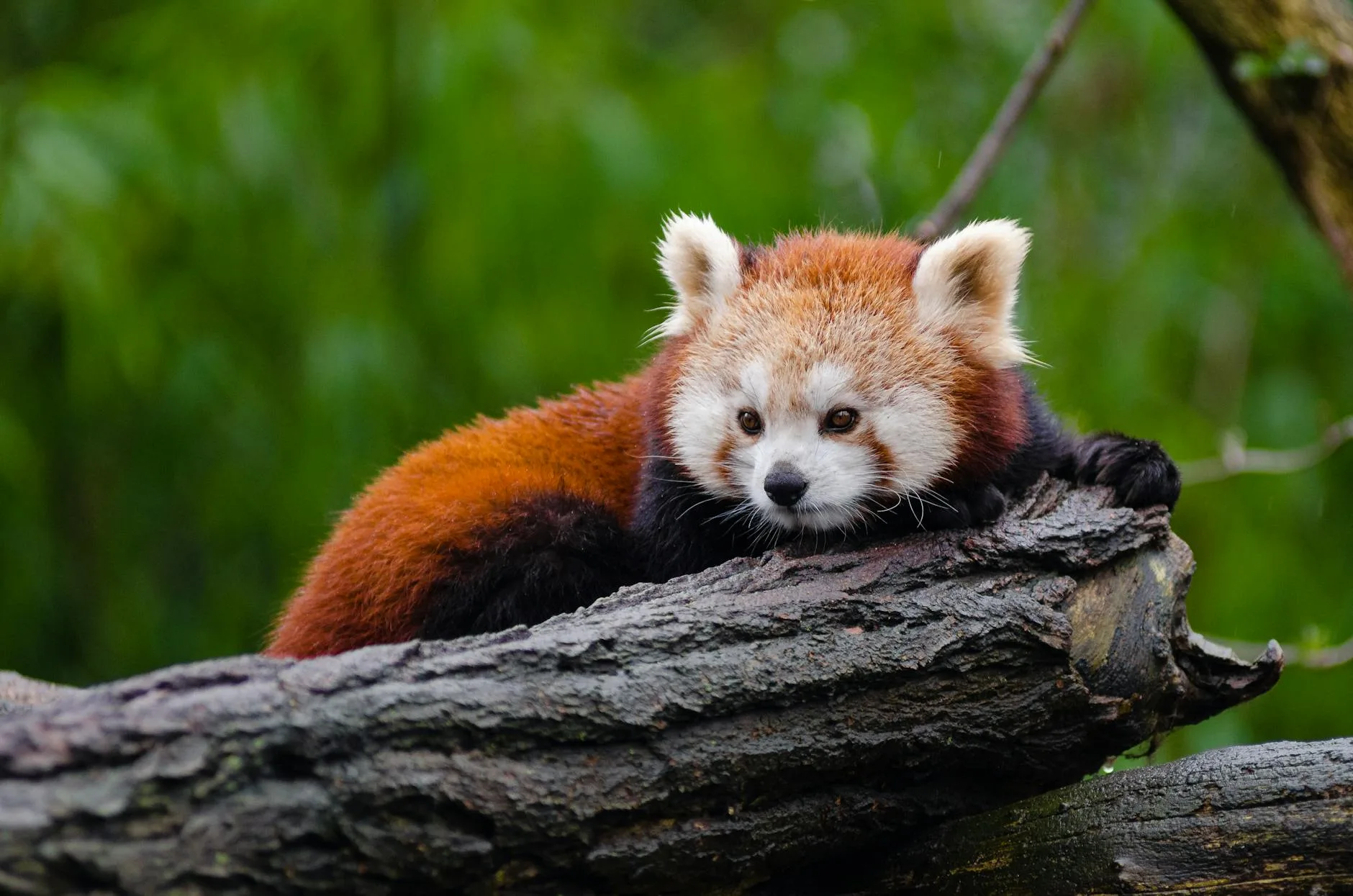 Czerwona panda leżąca na pniu drzewa, ujęcie z góry artykułu