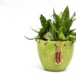 Zbliżenie na zieloną sansewierię w doniczce na białym tle