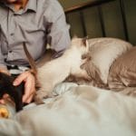 Dwie bawiące się kotki na łóżku obok osoby, przytulna sypialnia