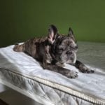 Buldog francuski leżący na łóżku w promieniach słońca
