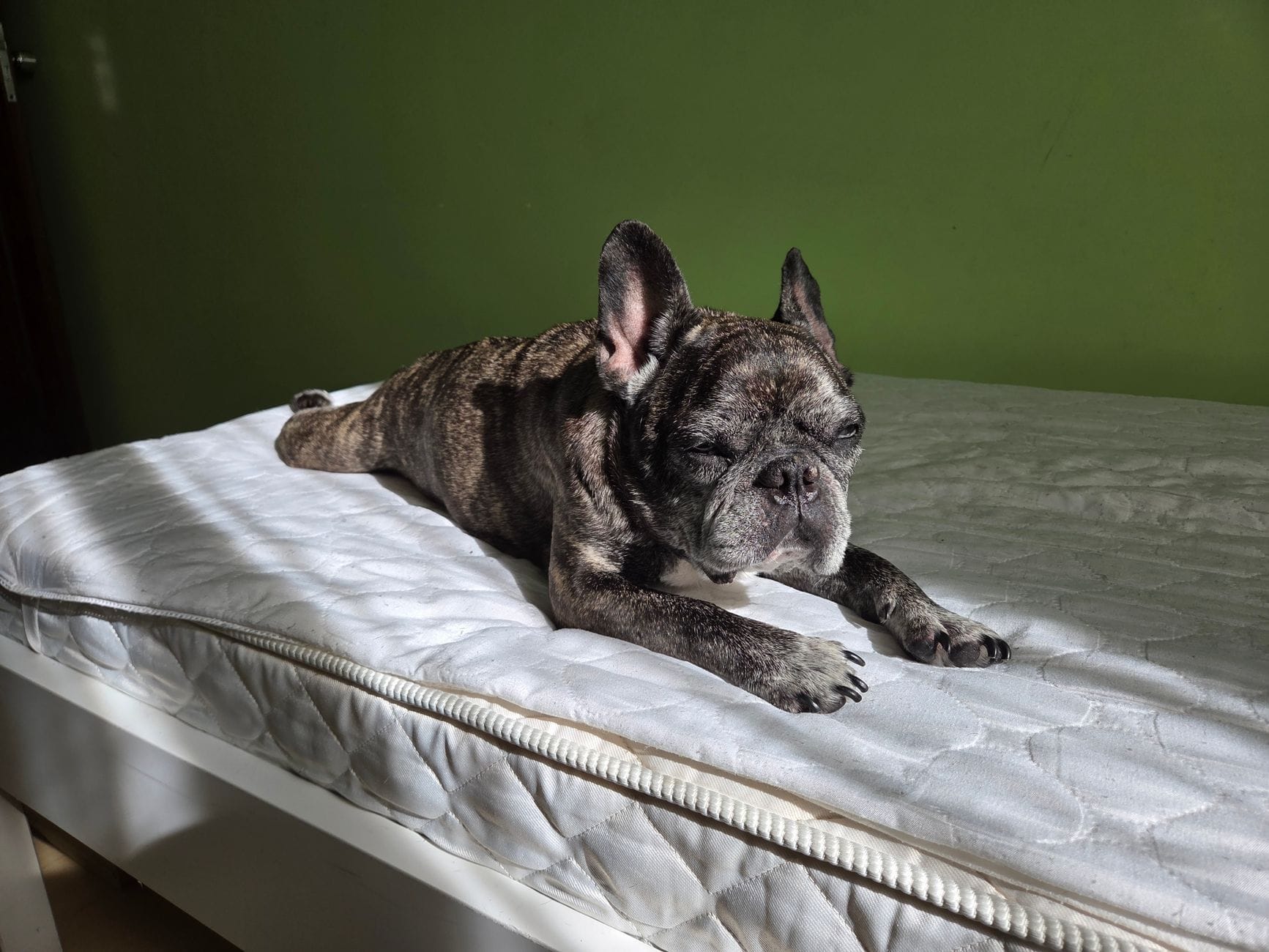 Buldog francuski leżący na łóżku w promieniach słońca Buldog francuski leżący na łóżku w promieniach słońca